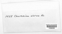 Chaetomium elatum image